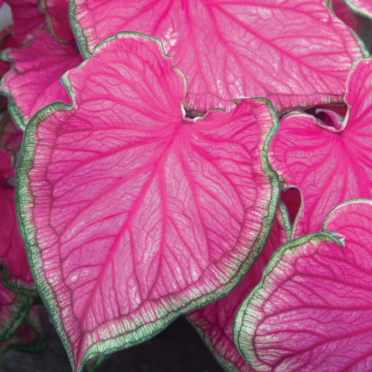 Caladium/Elefantøre 'Florida Sweetheart'