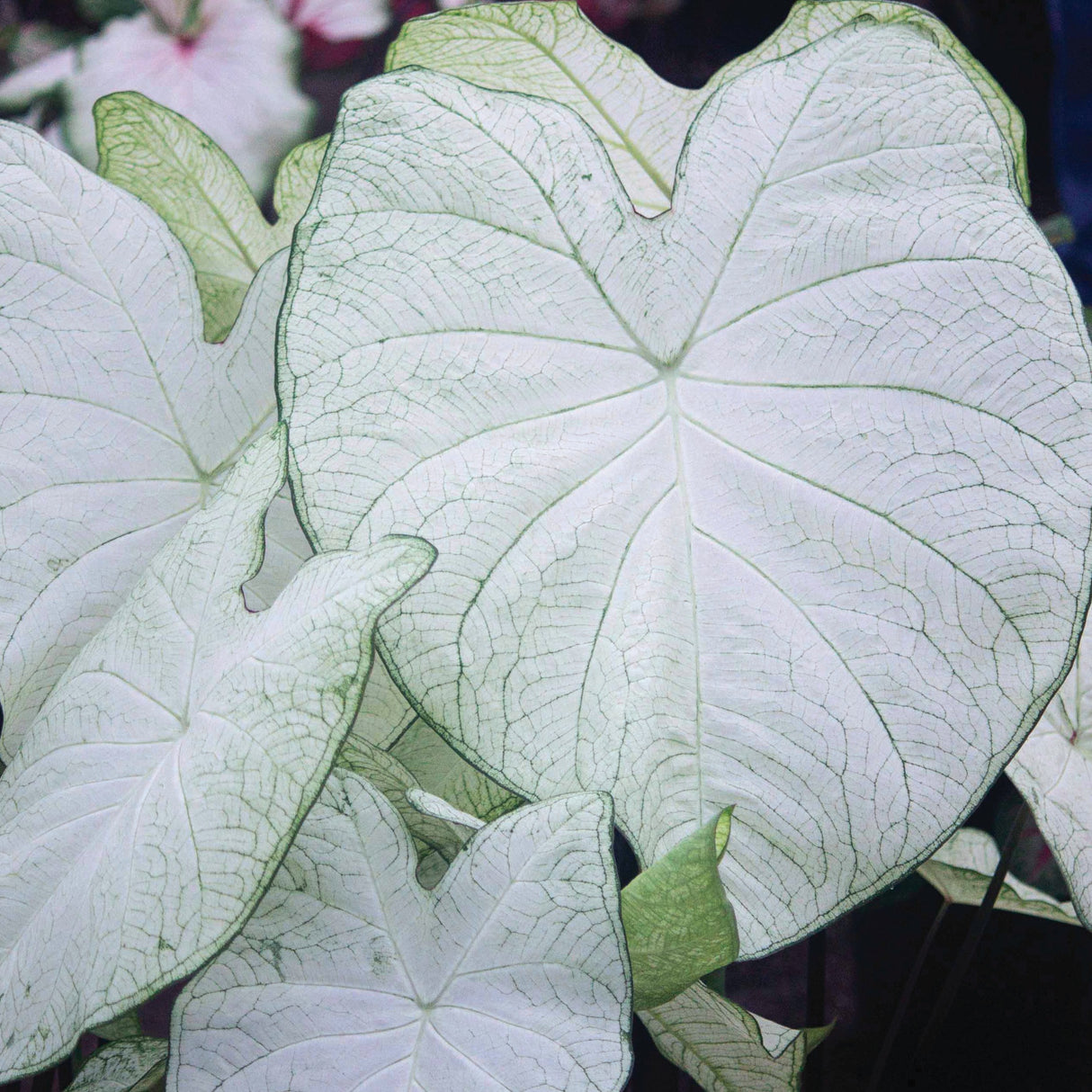 Caladium/Elefantøre 'Garden White'®