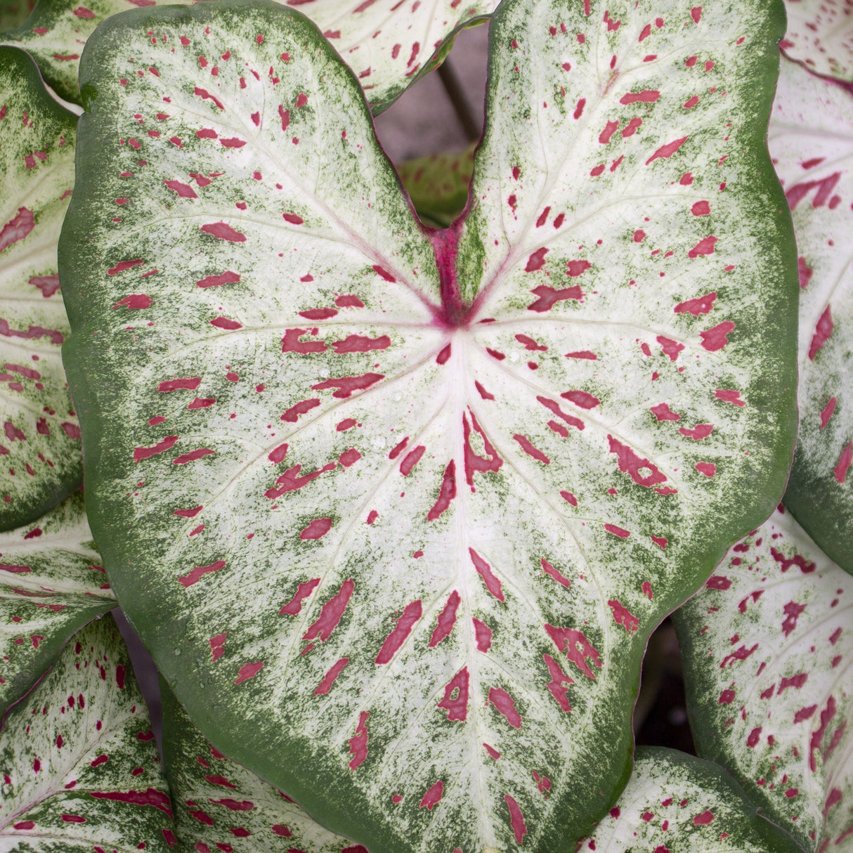 Caladium/Elefantøre 'Gingerland'