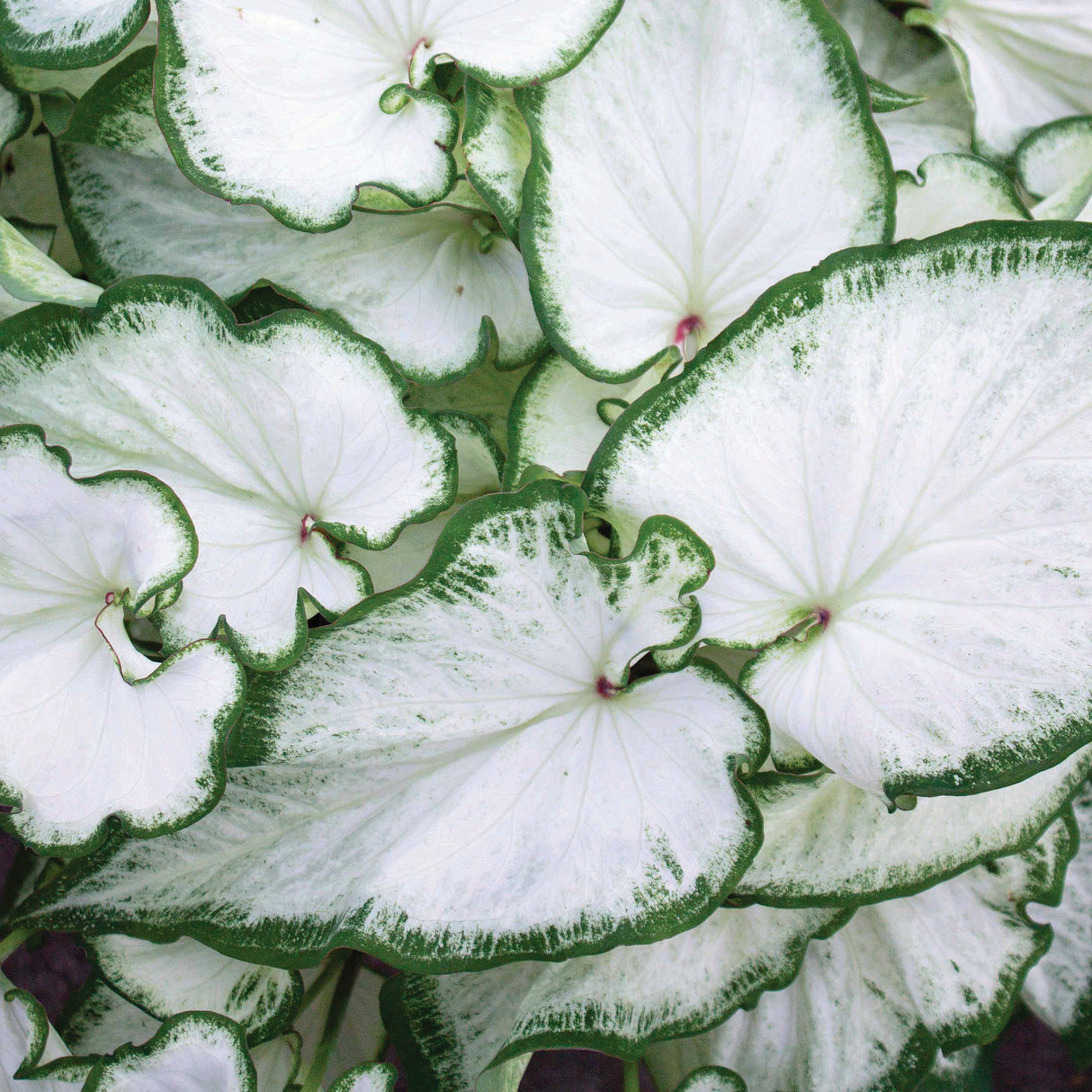 Caladium/Elefantøre 'Icicle'®