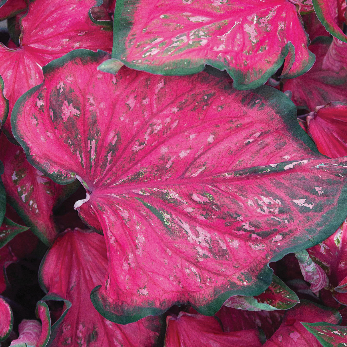 Caladium/Elefantøre 'Pink Panther'®