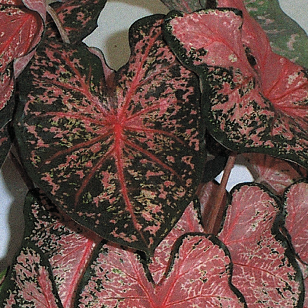 Caladium/Elefantøre 'Pink Beauty'