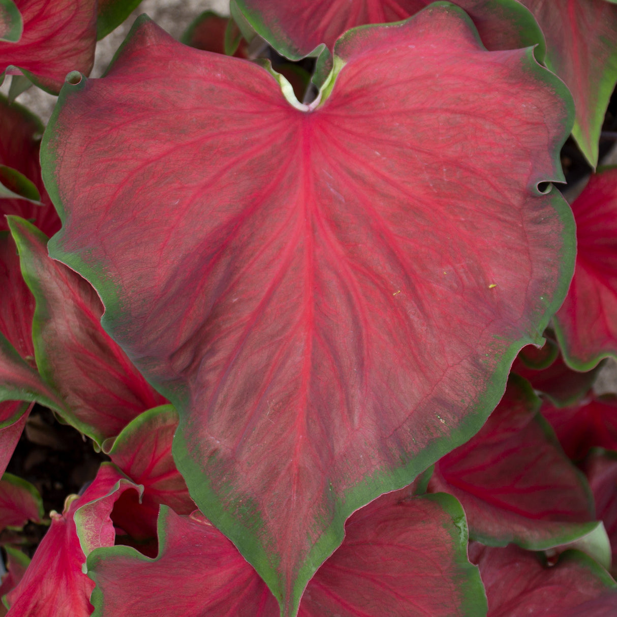 Caladium/Elefantøre 'Salsa'