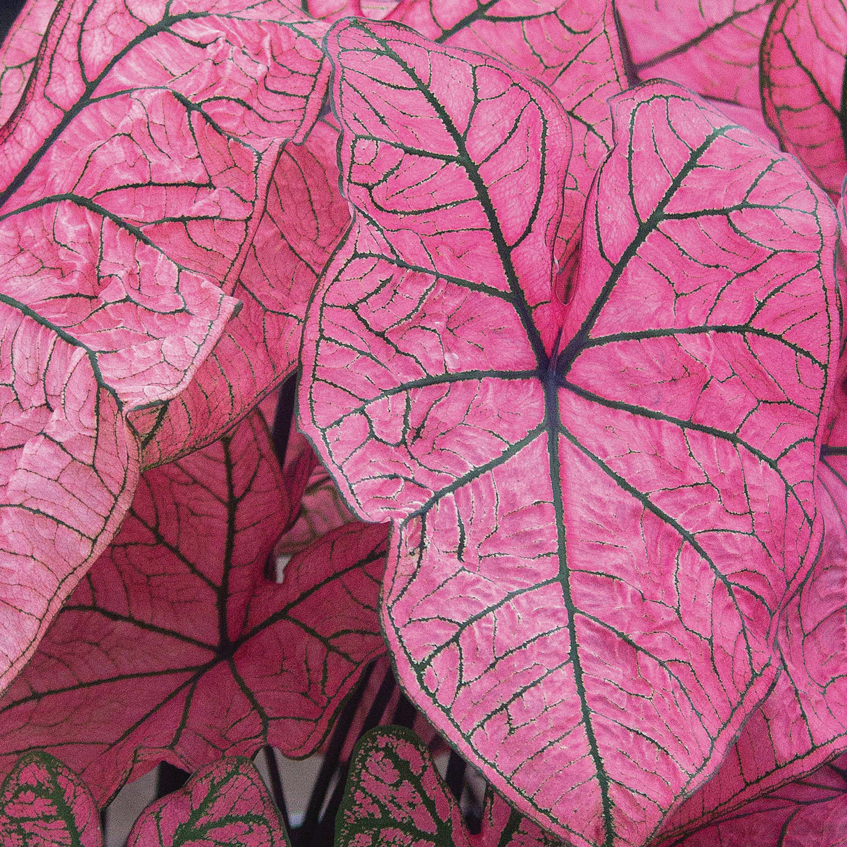 Caladium/Elefantøre 'Spring Fling'