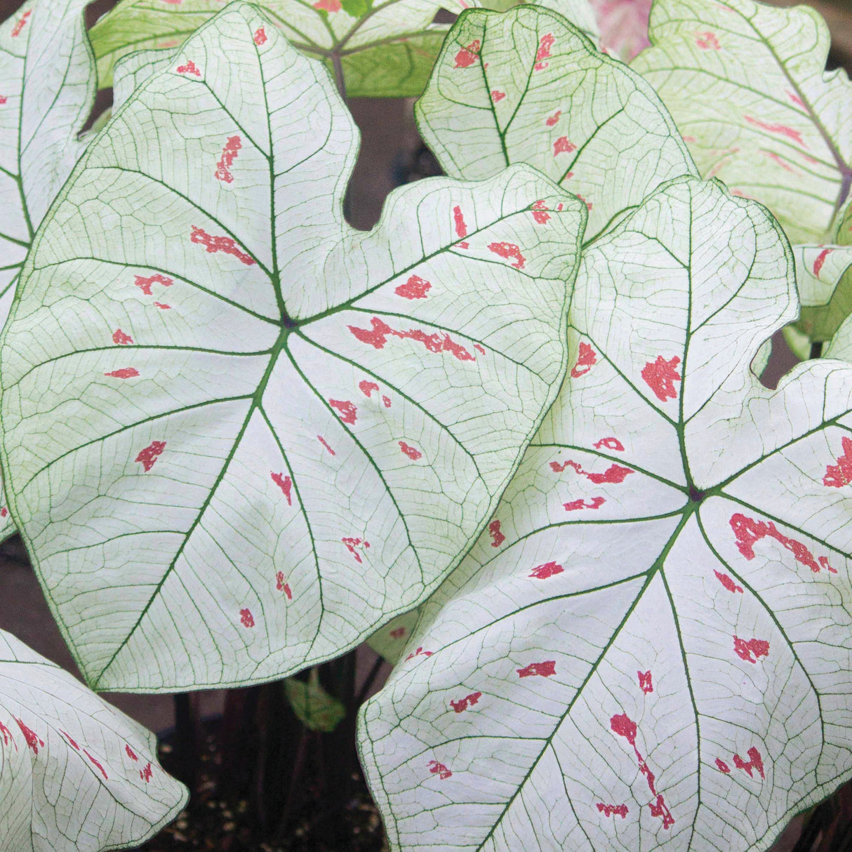 Caladium/Elefantøre 'Strawberry Star'®