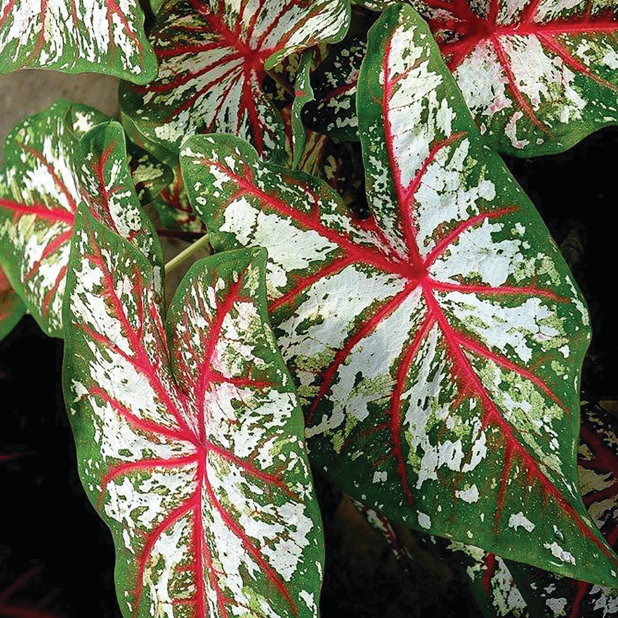 Caladium/Elefantøre 'Tapestry'®