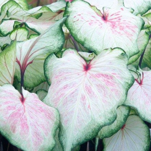 Caladium/Elefantøre 'White Lightning'