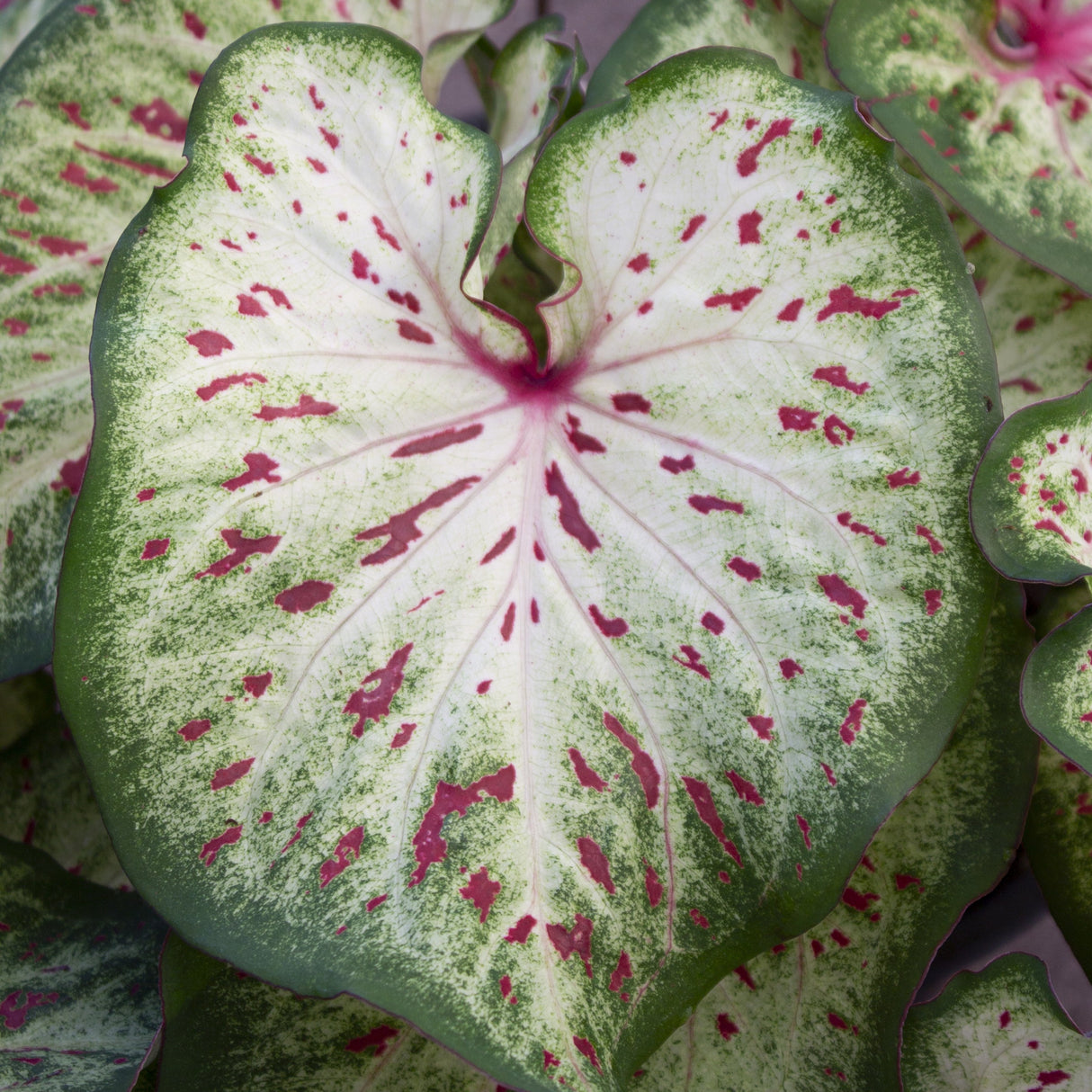 Caladium/Elefantøre 'Wonderland'®