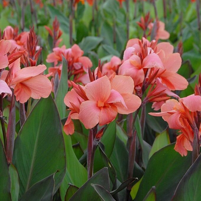 Canna 'City of Portland'
