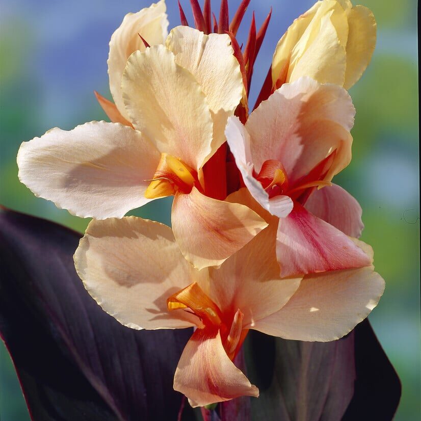 Canna 'Madame Angel Martin'