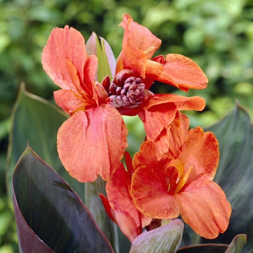 Canna 'Panache Red'