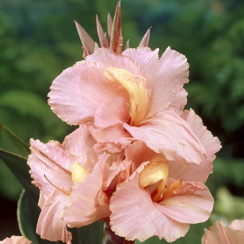 Canna 'Salmon Beauty'