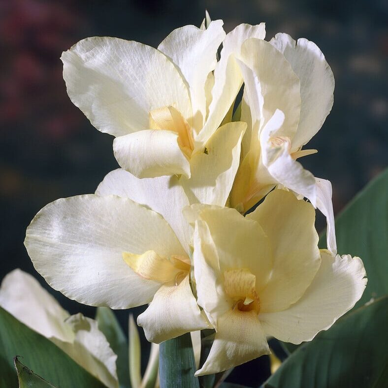 Canna 'Vanilla Cream'