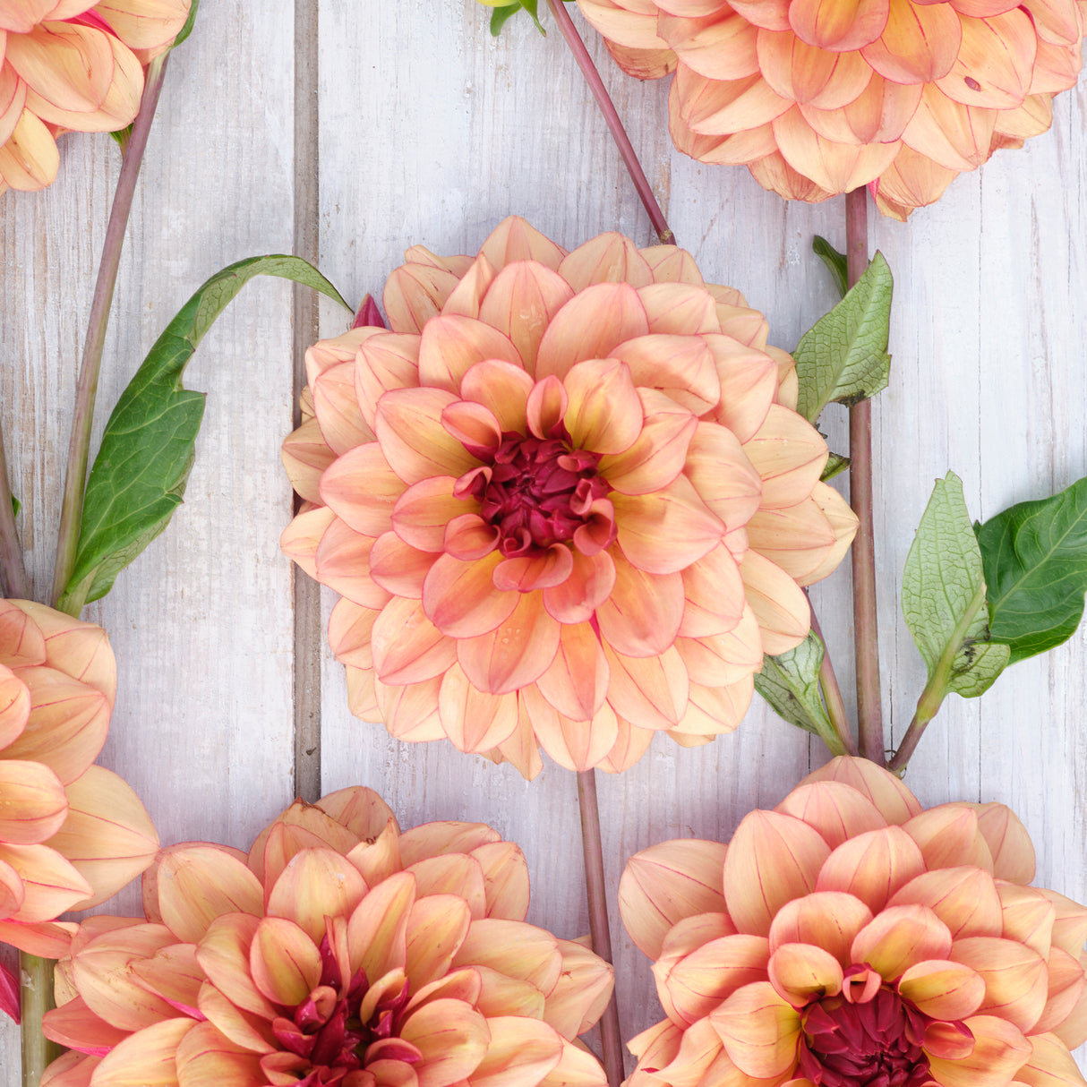 Dahlia 'Creme de Cognac'