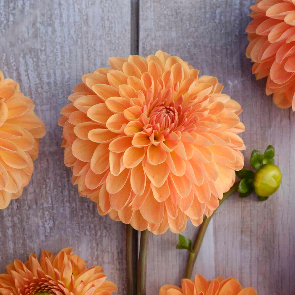 Dahlia 'Amber Crystal'