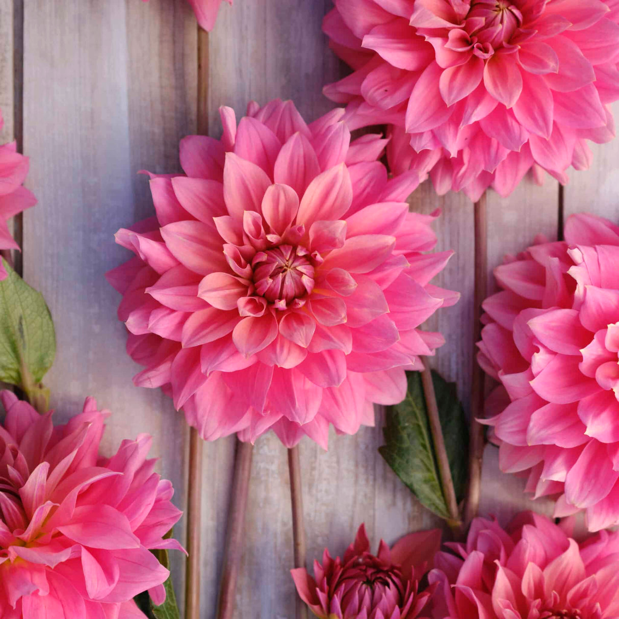 Dahlia 'Anne Claire'