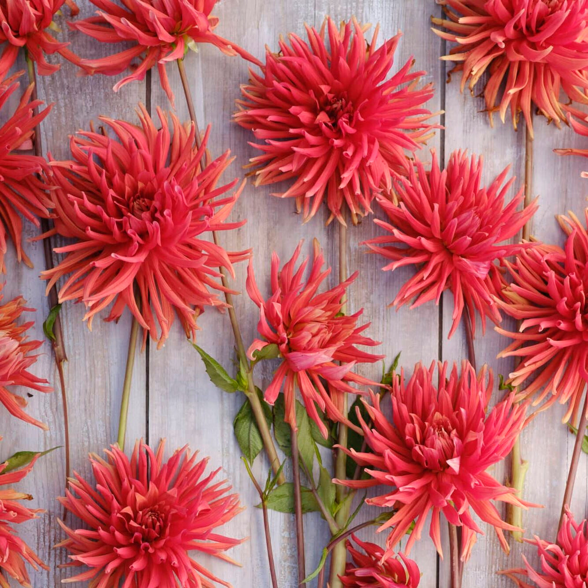 Dahlia 'Autumn Orange'