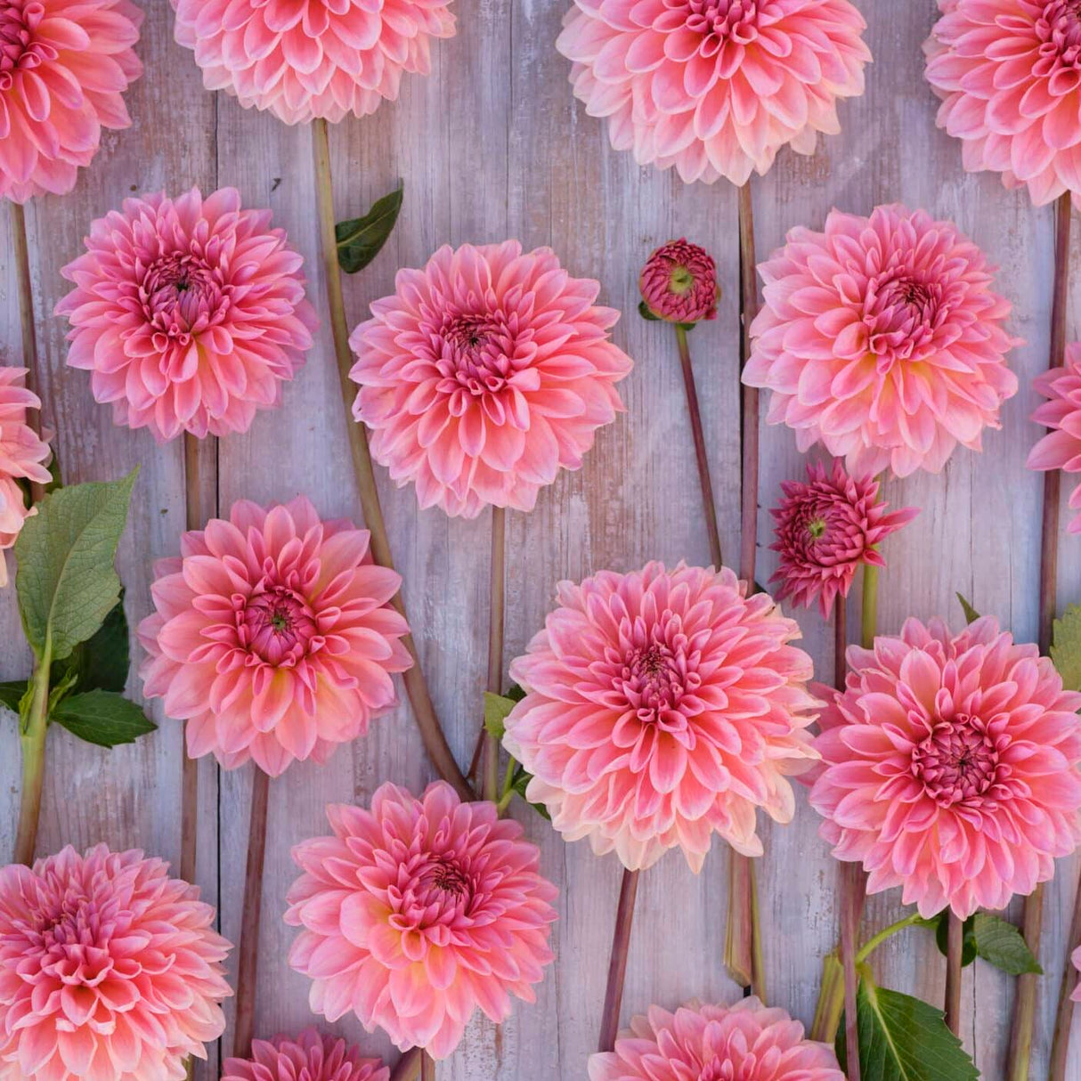 Dahlia 'Beauty Queen'