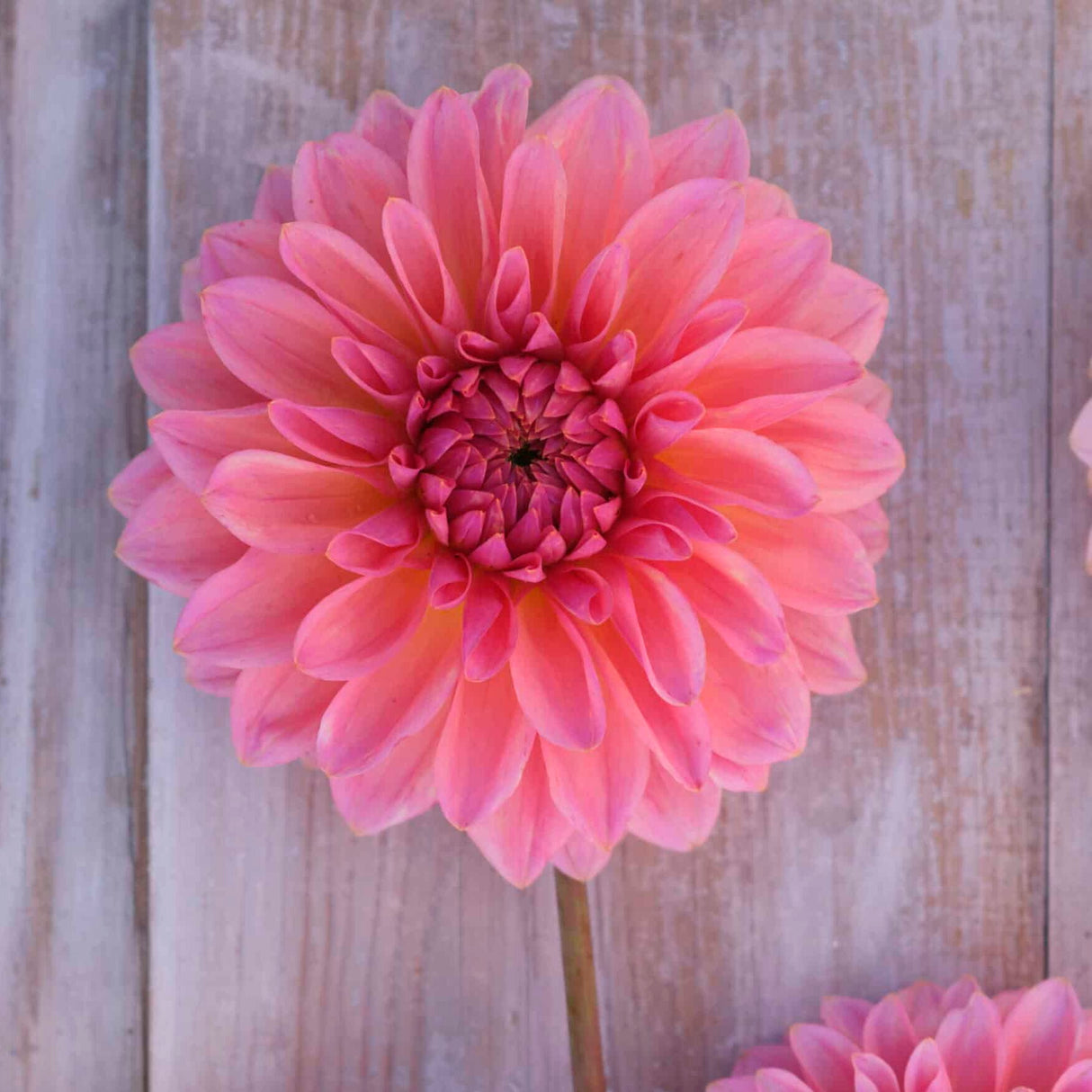 Dahlia 'Beauty Queen'