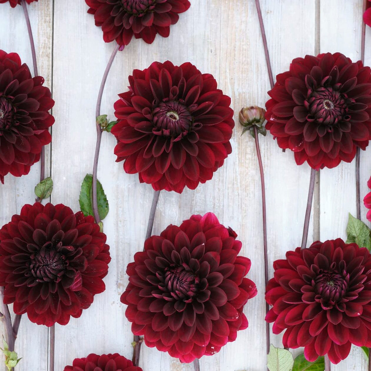 Dahlia 'Dark Destiny'