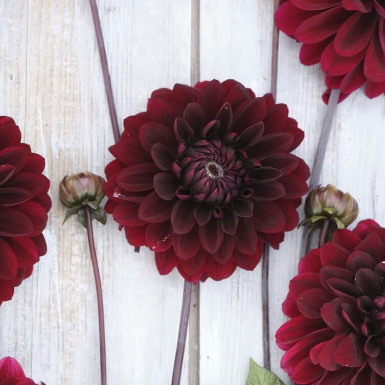 Dahlia 'Dark Destiny'