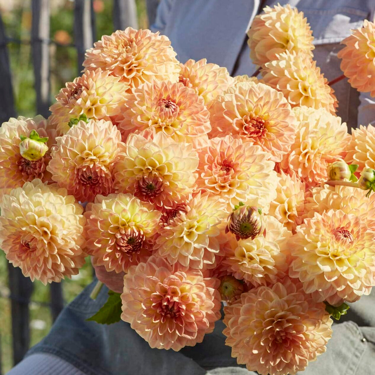 Dahlia 'Blyton Softer Gleam'