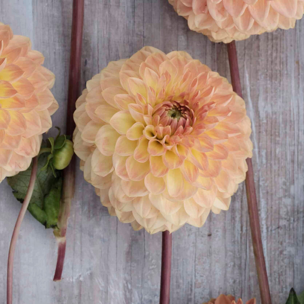 Dahlia 'Blyton Softer Gleam'