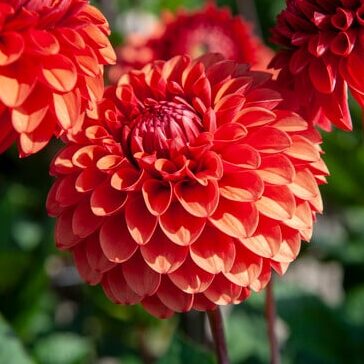Dahlia 'Brown Sugar'