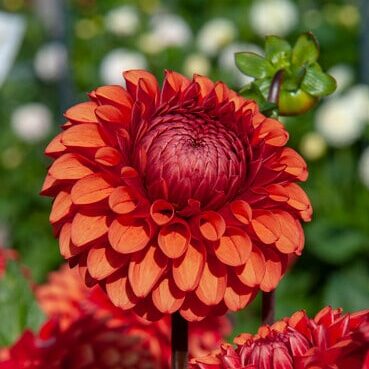 Dahlia 'Brown Sugar'