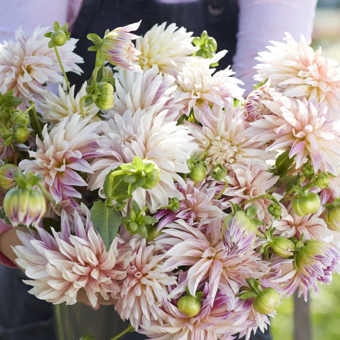 Dahlia 'Café de Paris'