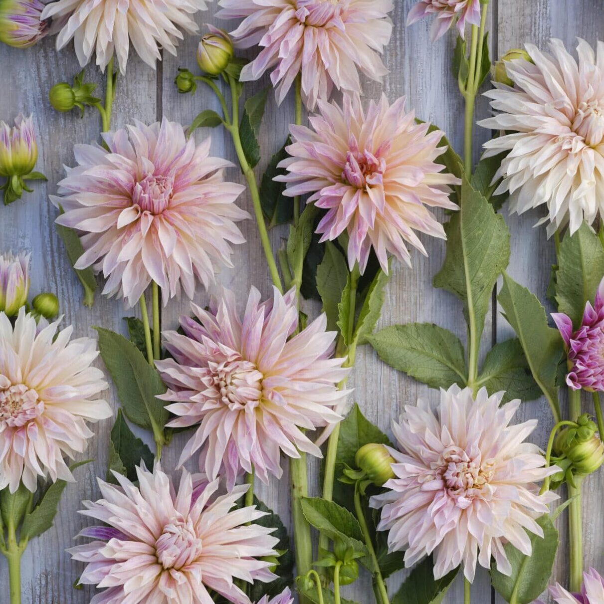 Dahlia 'Café de Paris'