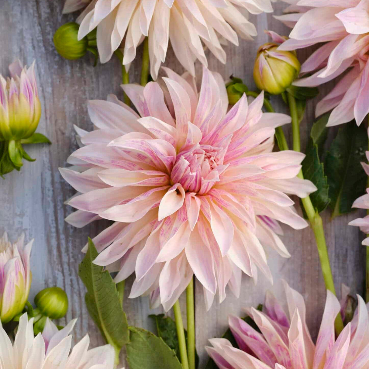 Dahlia 'Café de Paris'