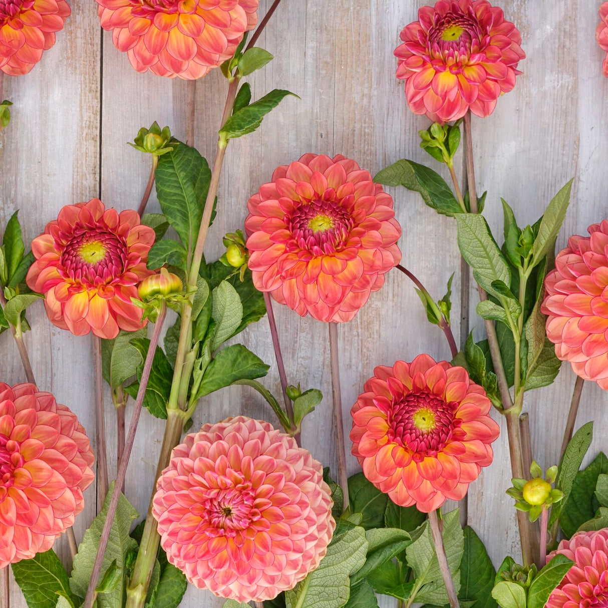 Dahlia 'Chapeau Bas'