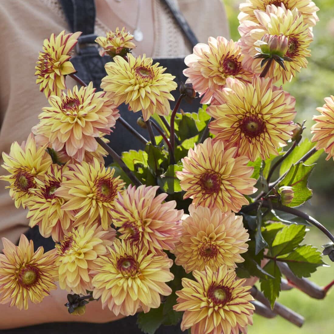 Dahlia 'Dear Alexander'