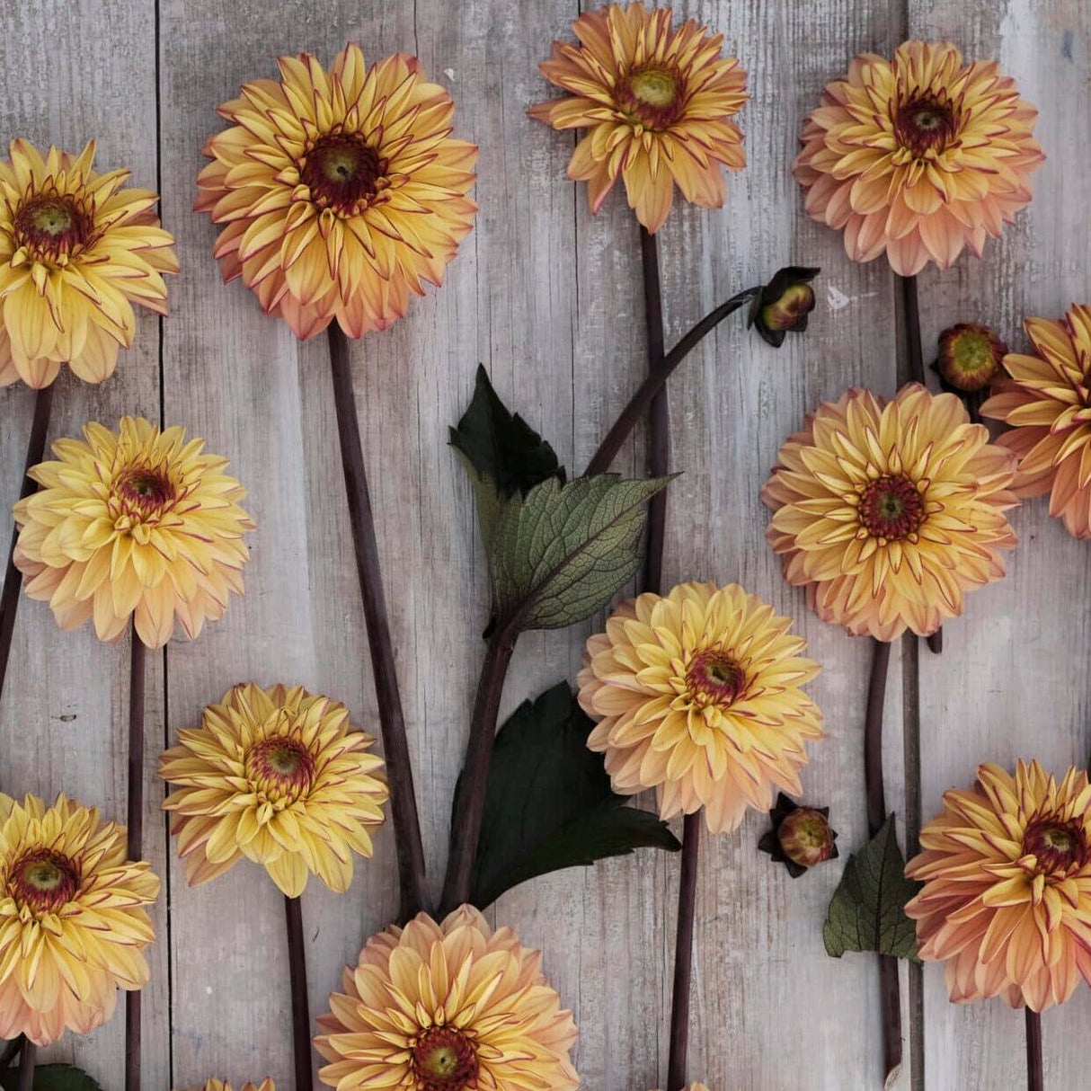 Dahlia 'Dear Alexander'