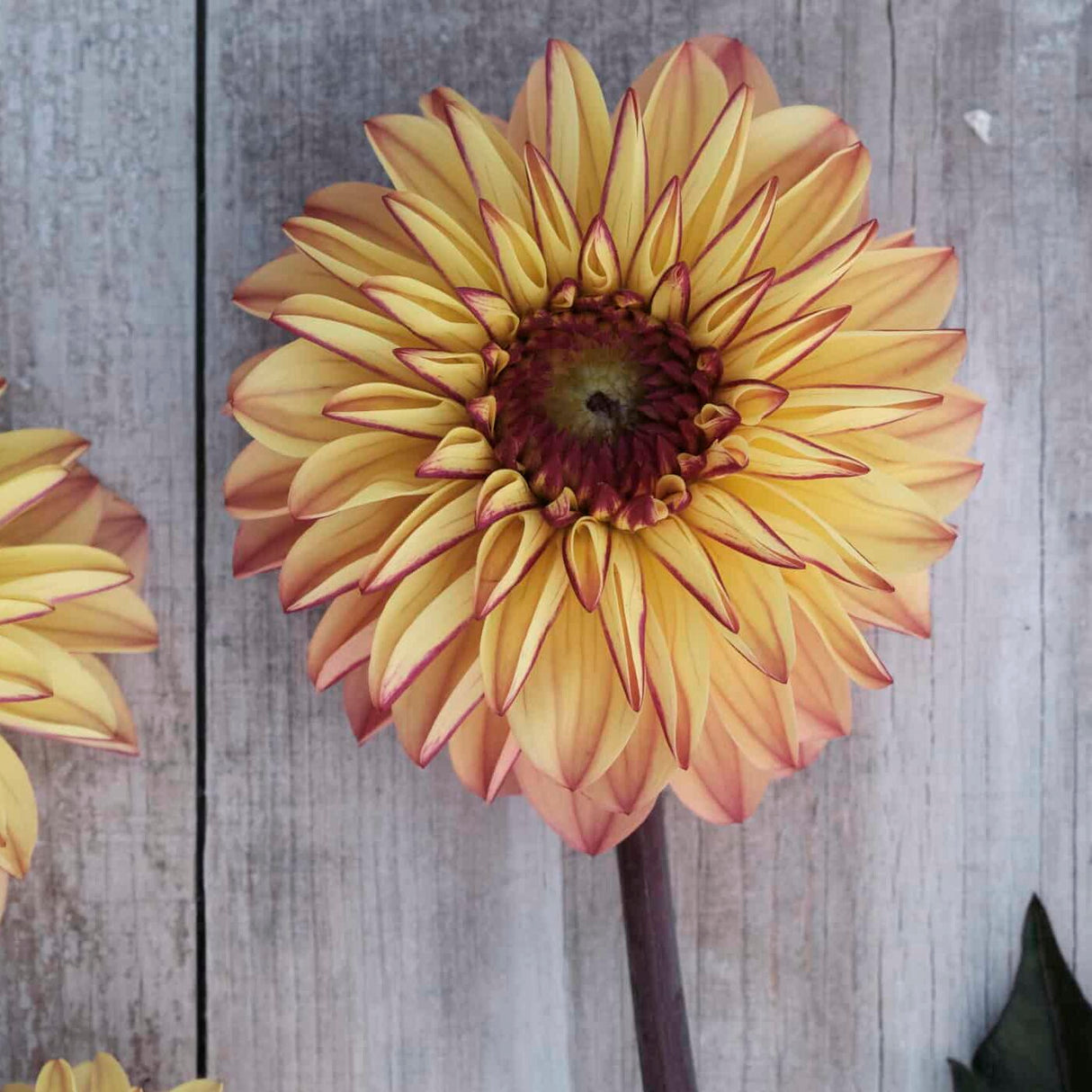 Dahlia 'Dear Alexander'