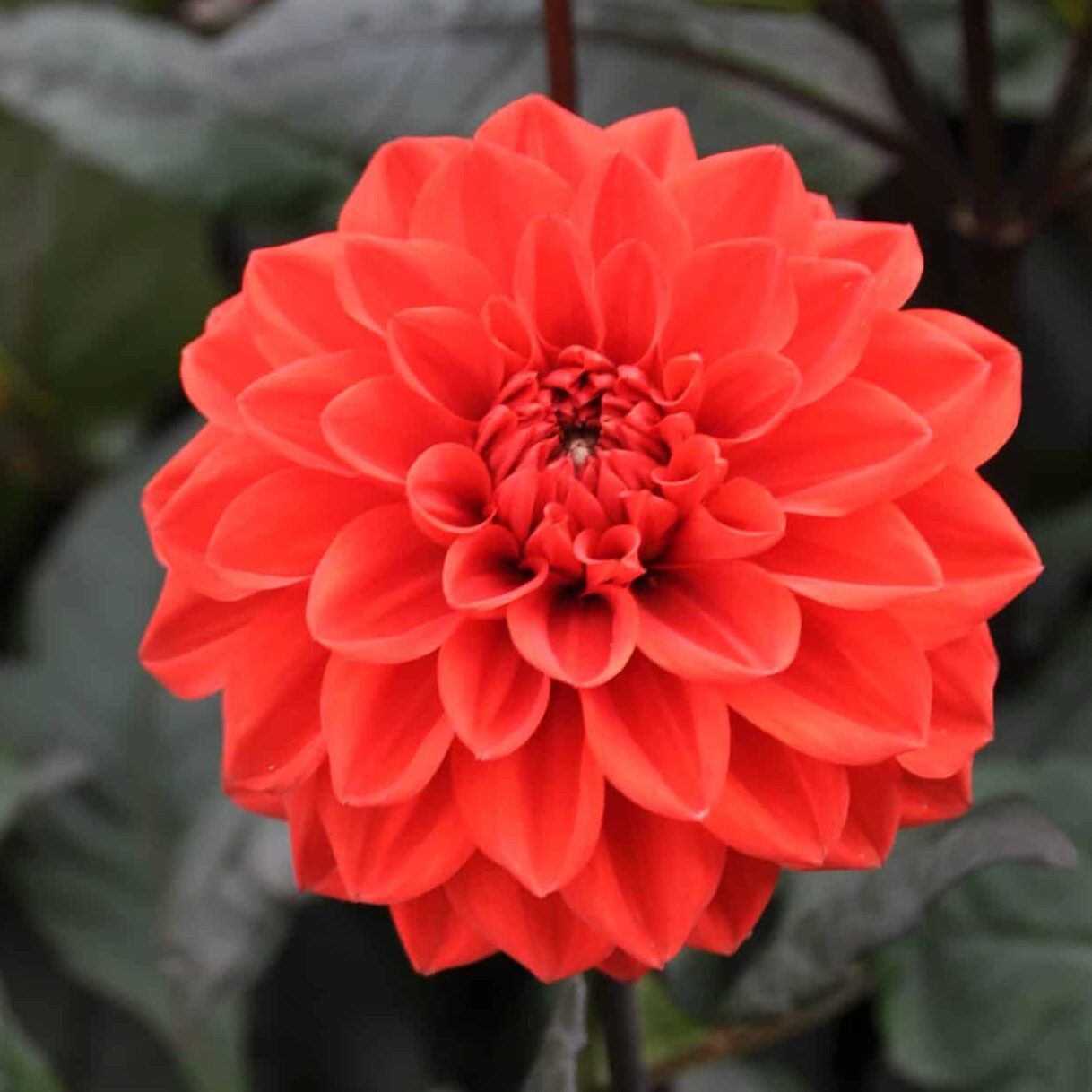 Dahlia 'Ellen Huston'