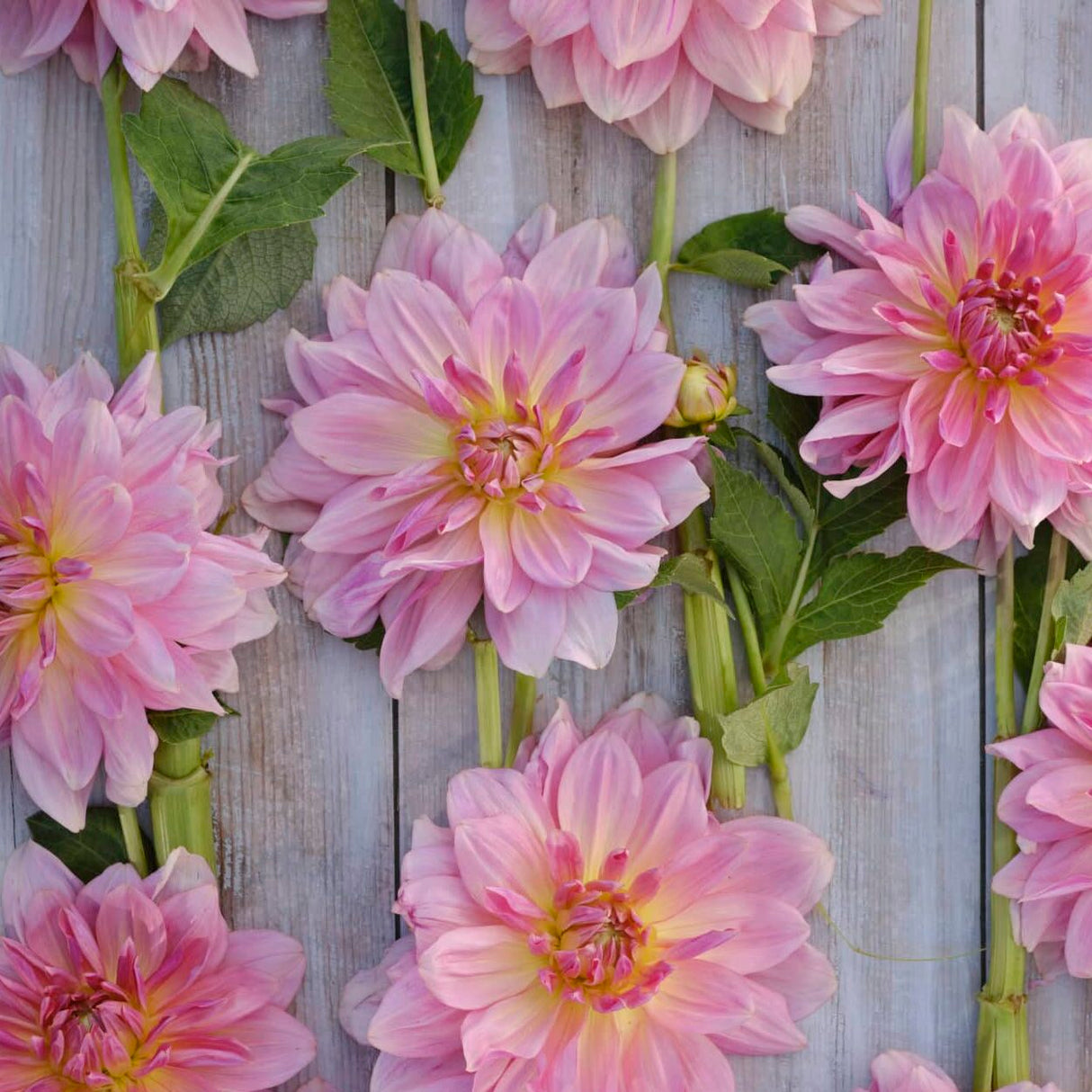 Dahlia 'Fairway Pilot'