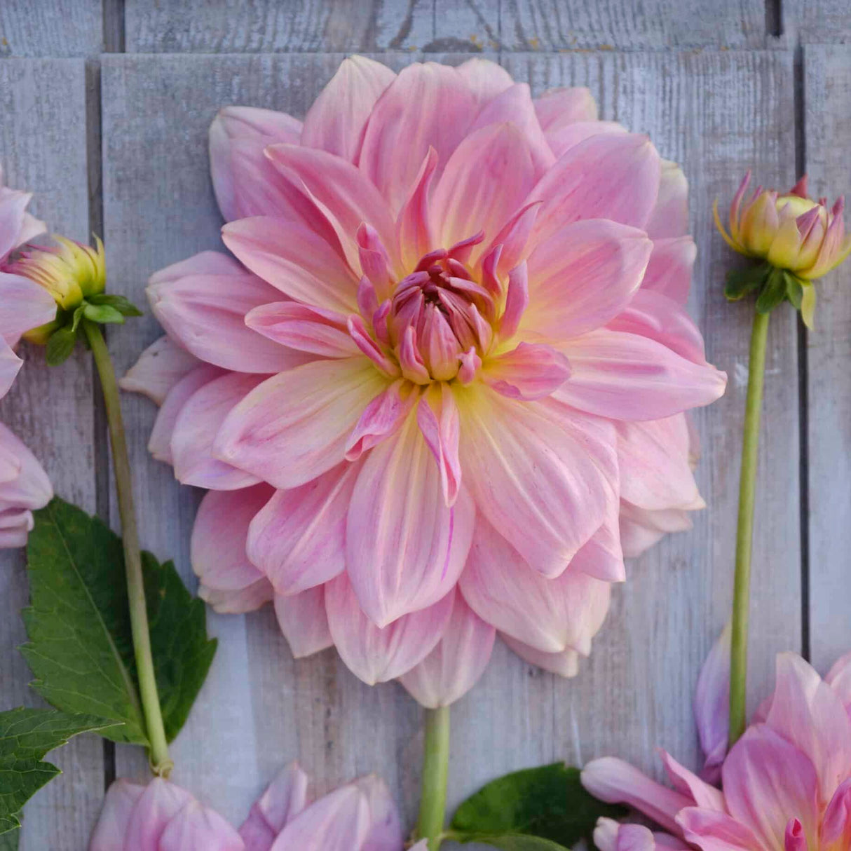 Dahlia 'Fairway Pilot'