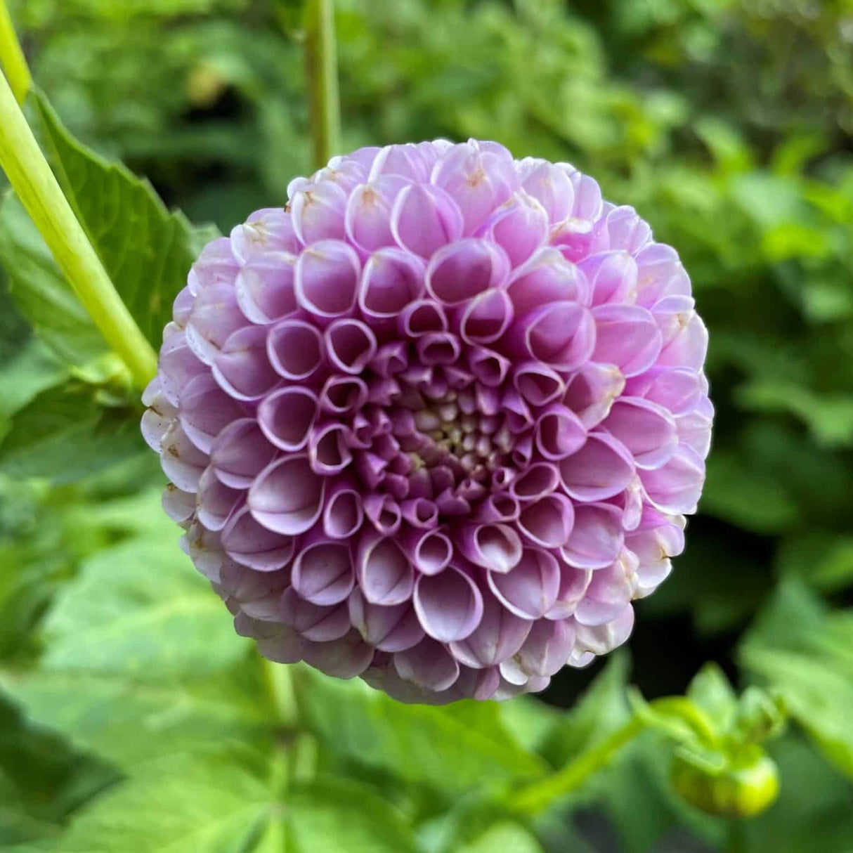 Dahlia 'Franz Kafka'