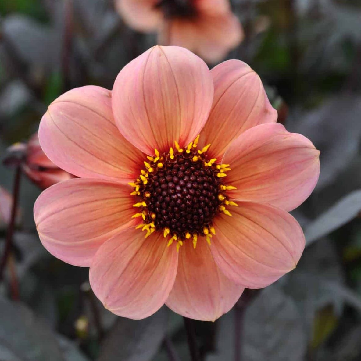 Dahlia 'HS Kiss'