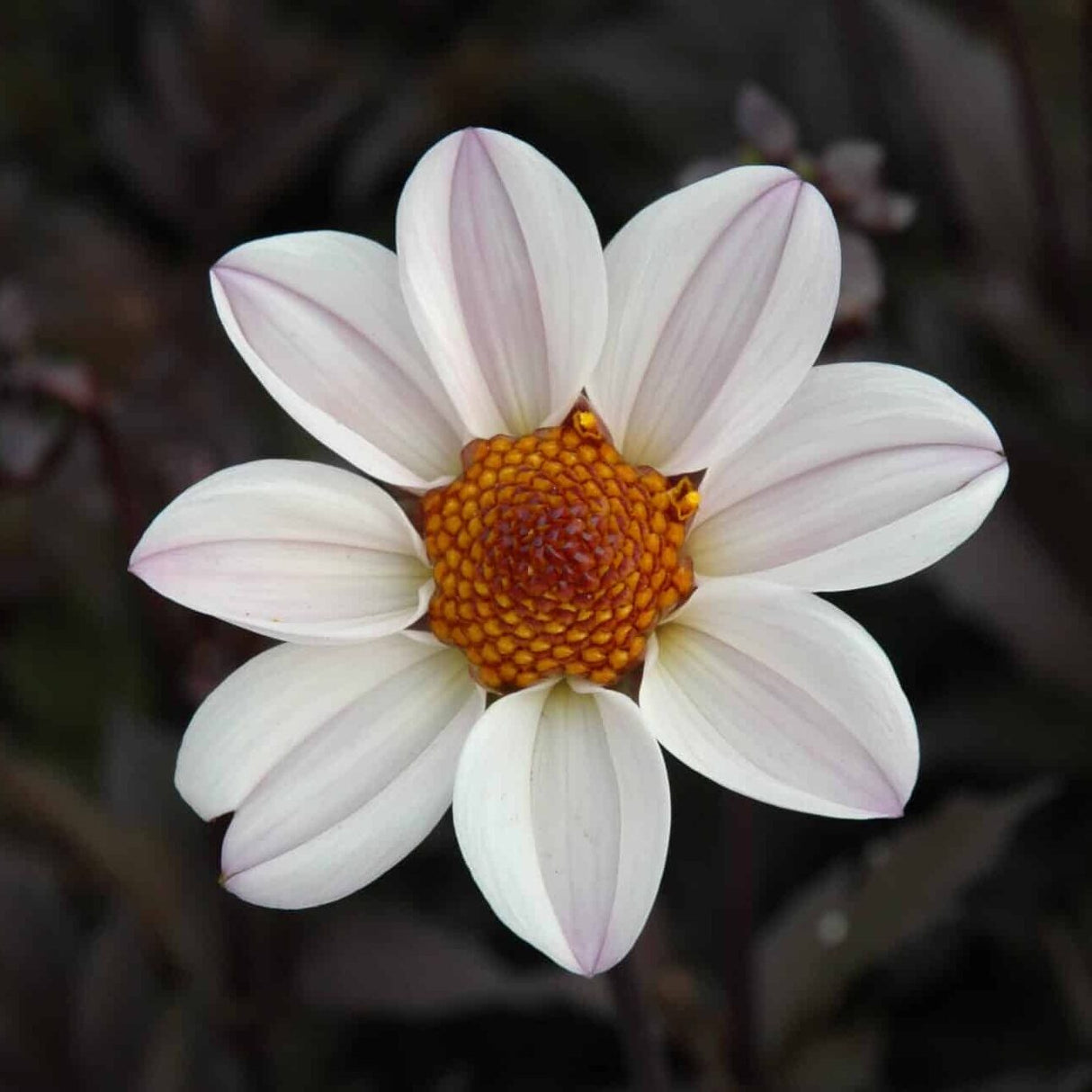 Dahlia 'HS Princess'