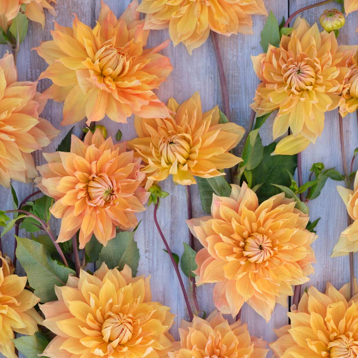 Dahlia 'Hamari Gold'
