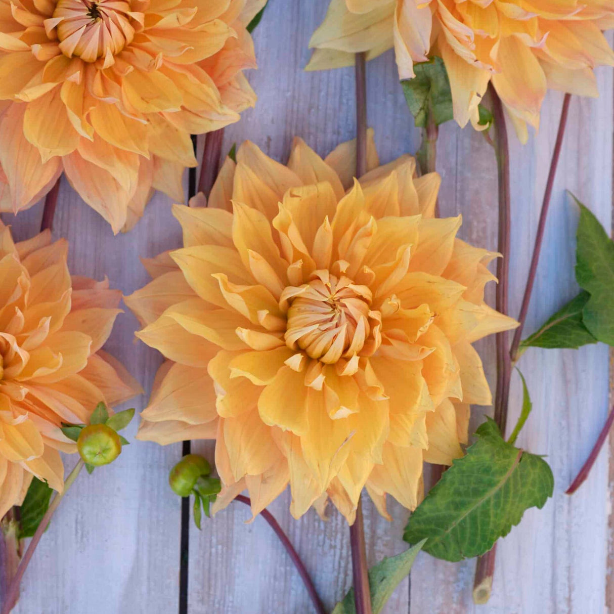 Dahlia 'Hamari Gold'