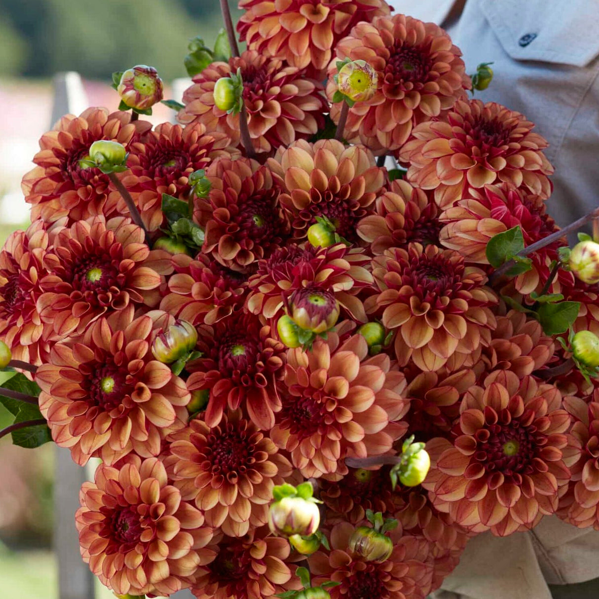 Dahlia 'High Fidelty'