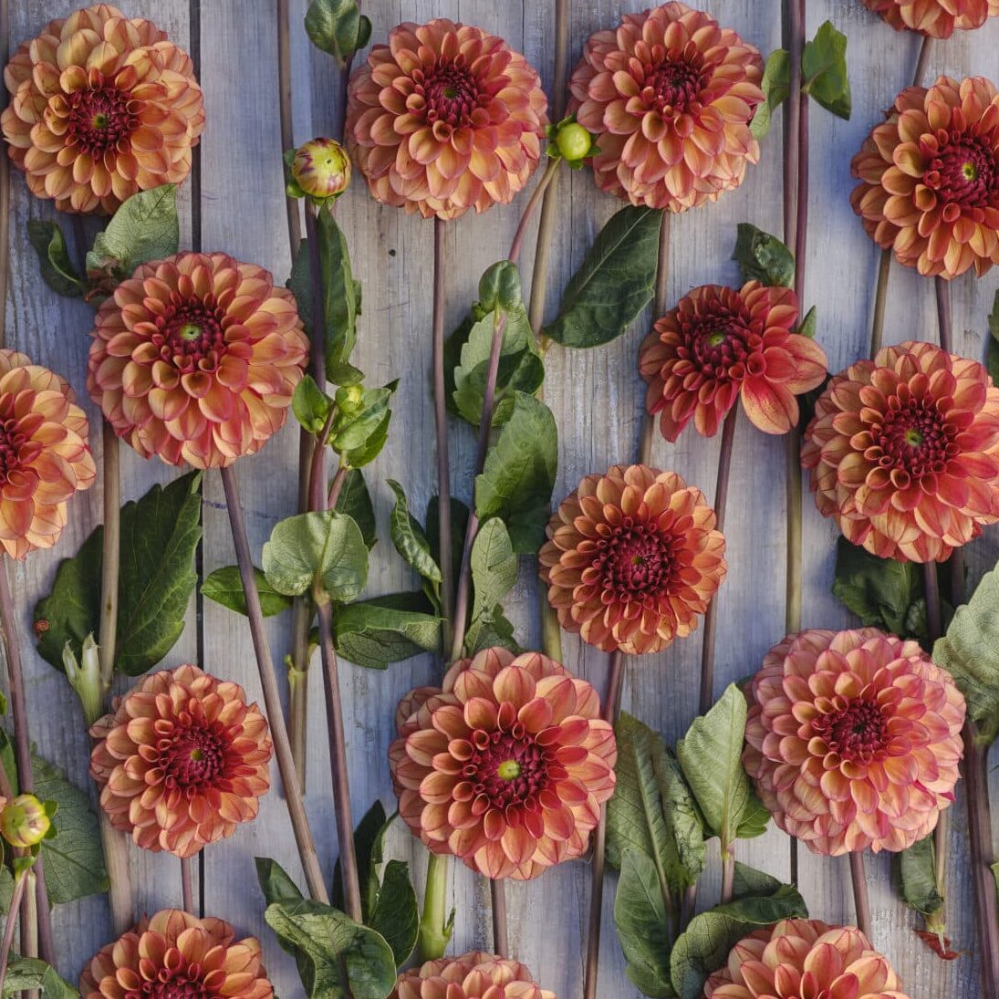 Dahlia 'High Fidelty'