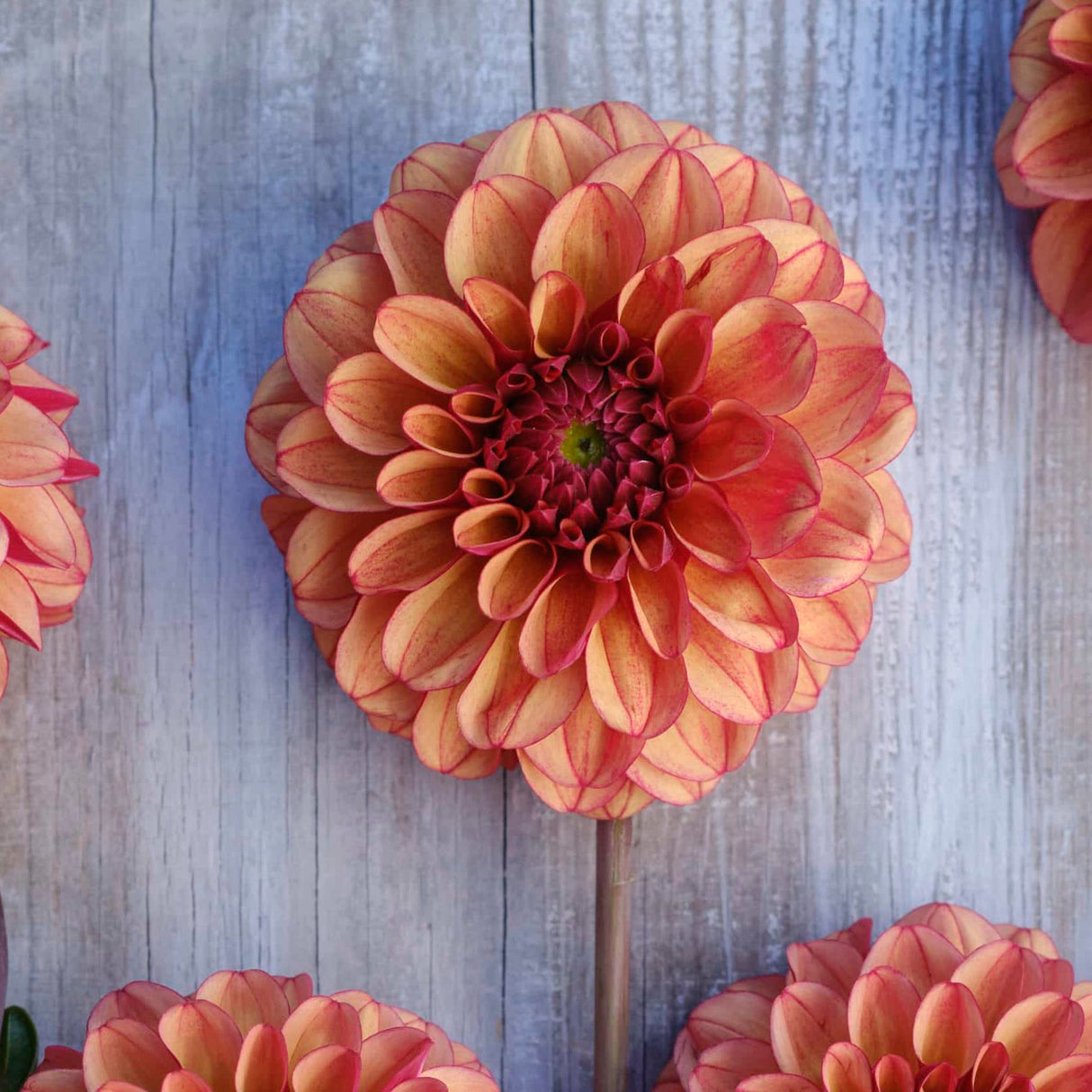 Dahlia 'High Fidelty'