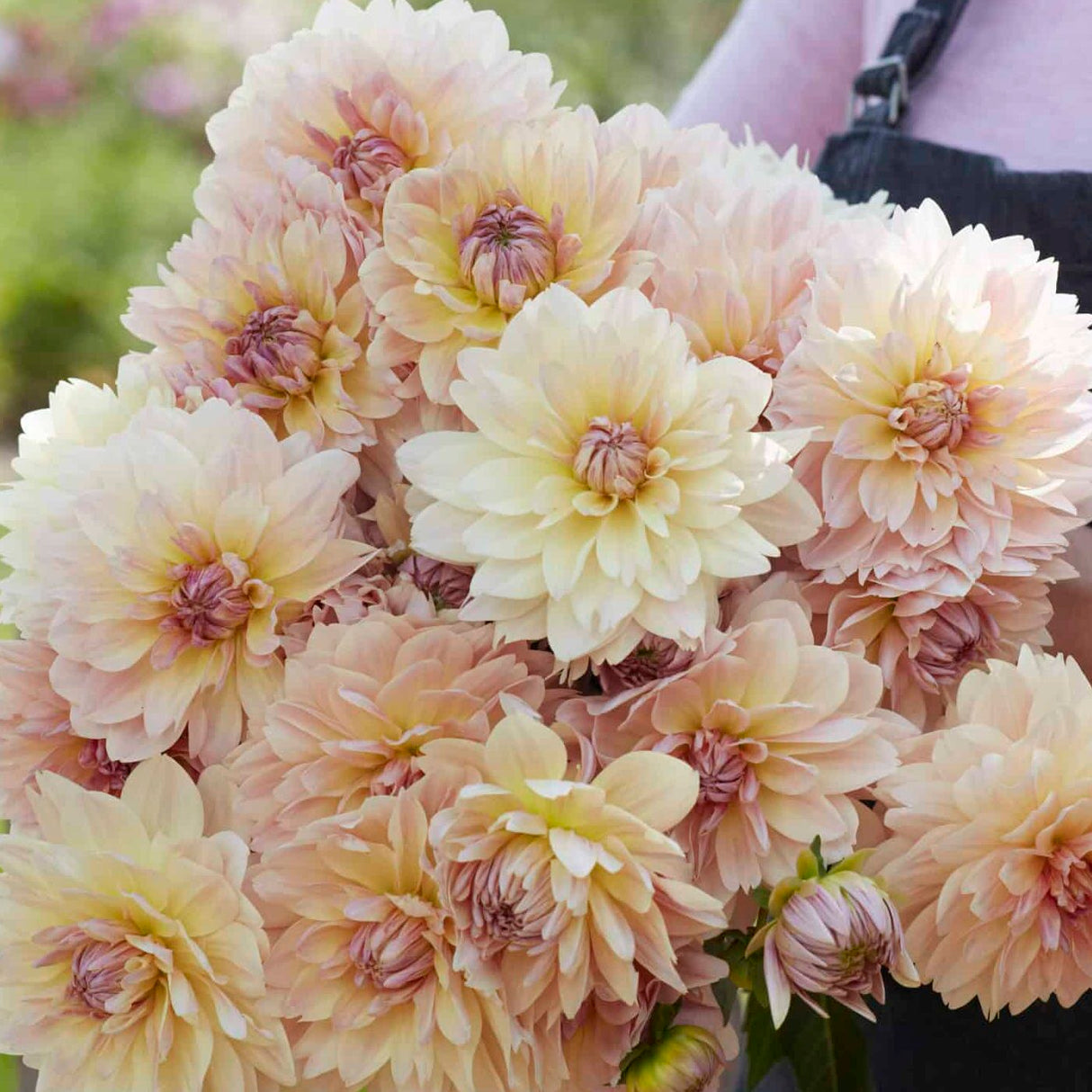 Dahlia 'Joel's Favorite'