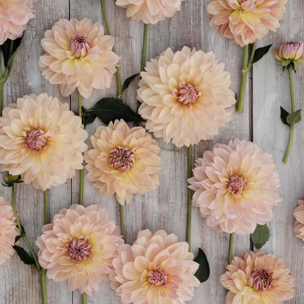 Dahlia 'Joel's Favorite'