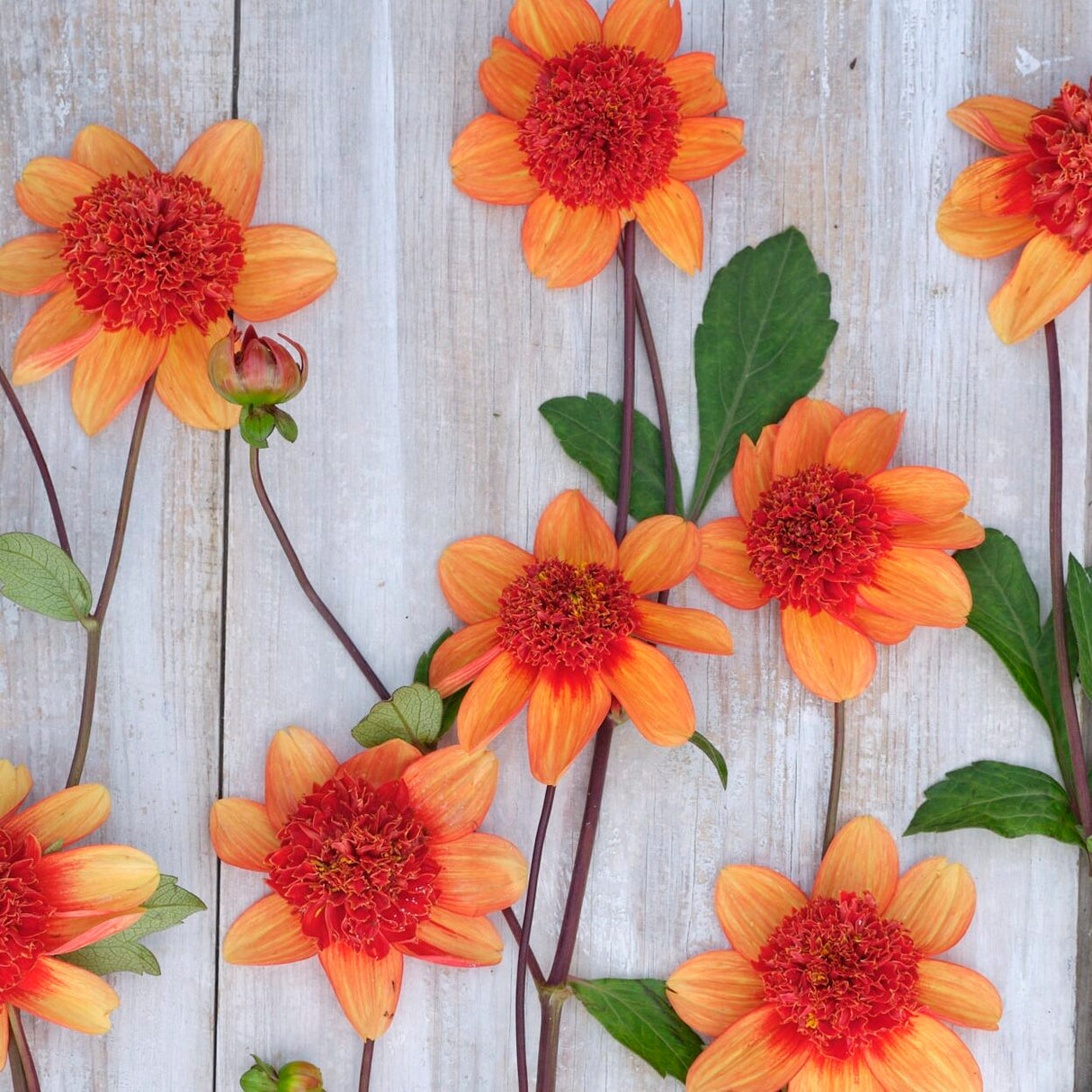 Dahlia 'Josie'